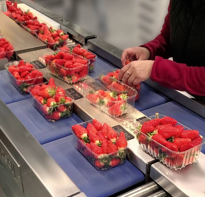 Remplissage de barquettes de fraises 3 - Remplissage et controle de barquettes de fruits