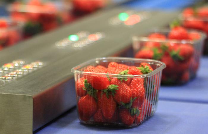 Emballage de barquettes de fraise - Remplissage et controle de barquettes de fruits
