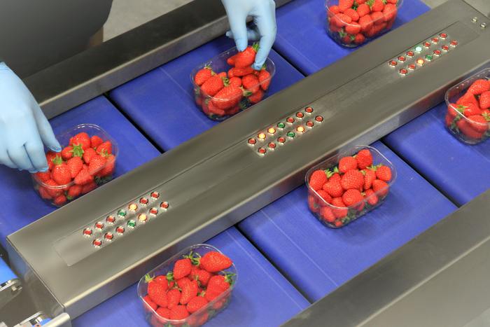 Remplissage pondéral de barquettes de fraises - Remplissage et controle de barquettes de fruits