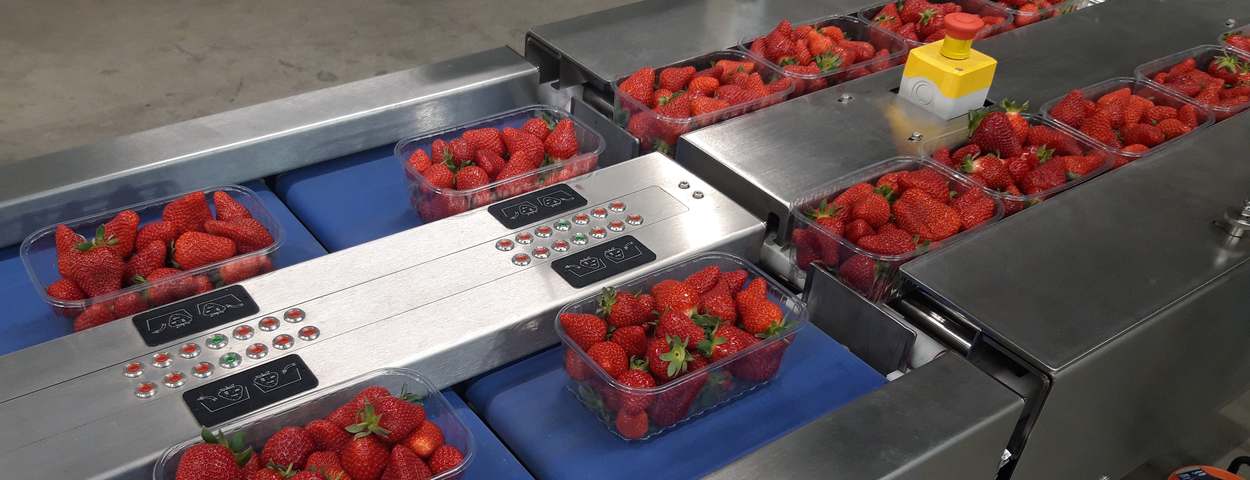 Barquettes de fraises - Ajustement du poids des barquettes de fruits