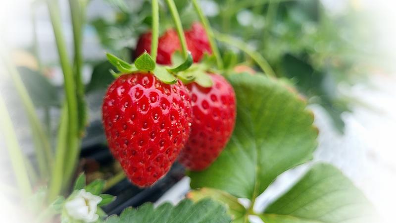 Controle des emballage de fraises - Accueil