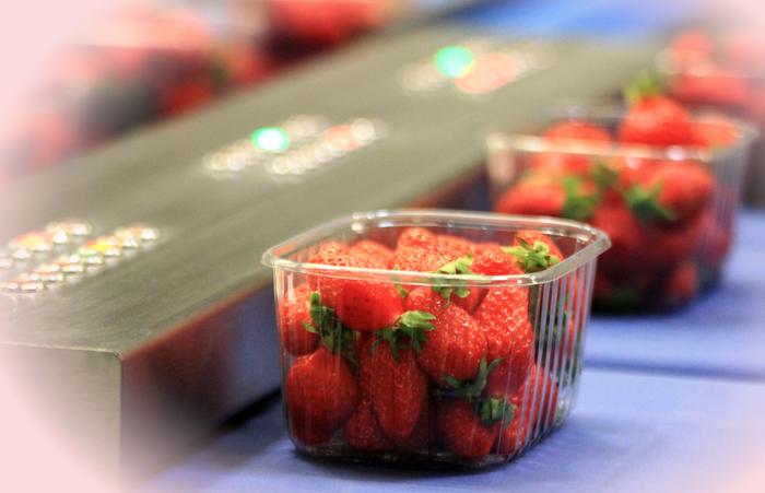 controle du poids des barquettes de fraises - Accueil