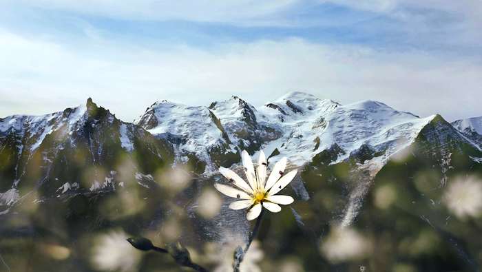 Pesage des cimes